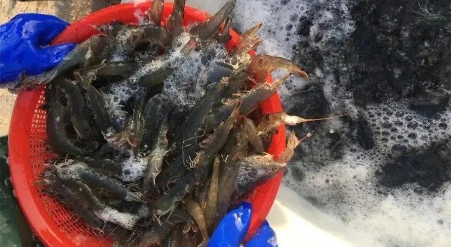 虾壳补钙吗(虾壳补钙是真的吗)-硒宝网