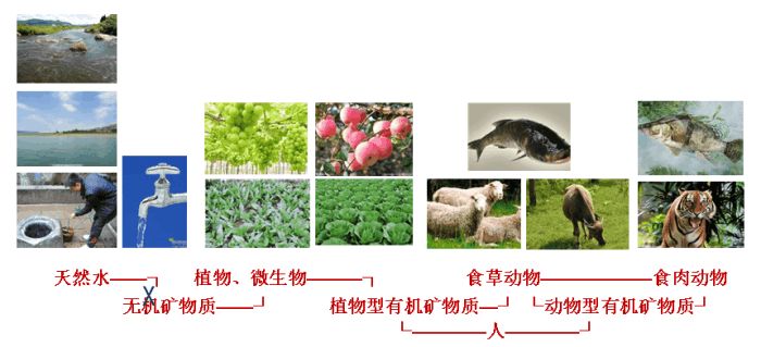 什么锌硒宝含量高
