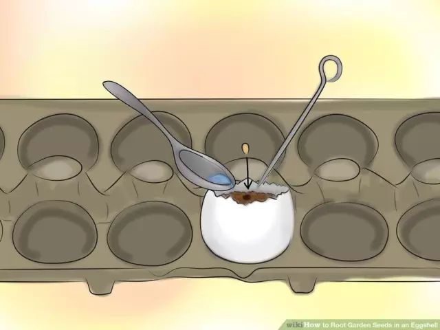 鸡蛋壳可以补钙吗