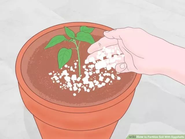 鸡蛋壳可以补钙吗