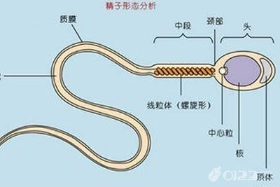 精子活力低补锌补硒