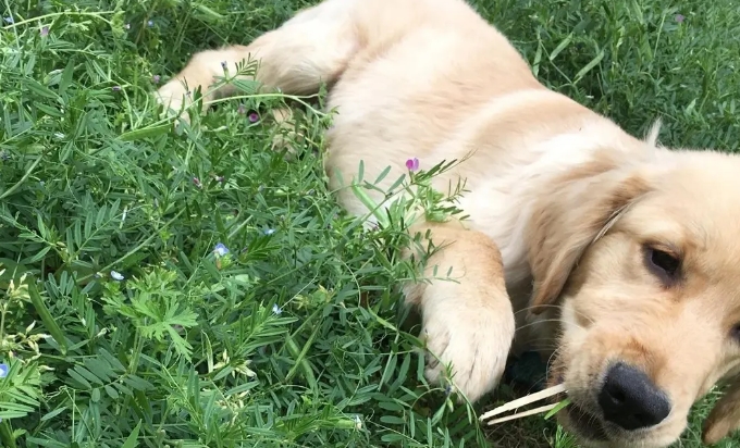 缺微量元素应该怎么补(缺微量补元素应该吃什么药)-硒宝网