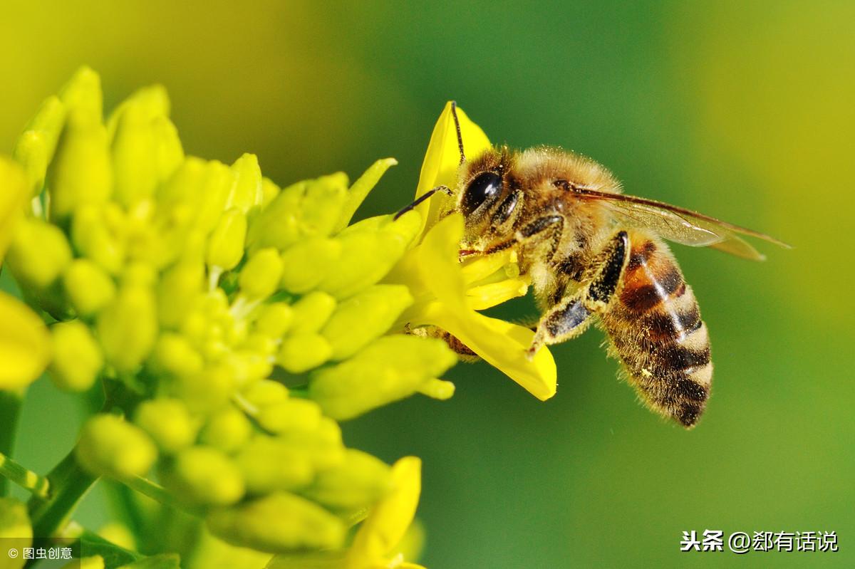 水培蔬菜怎么样补硒