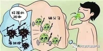 补硒促进硒蛋白转录