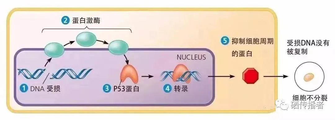 晚期肝癌补硒怎么补