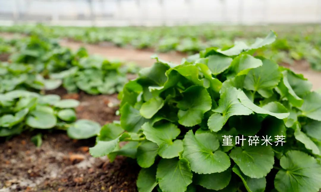 亚硒酸钠片是补硒吗