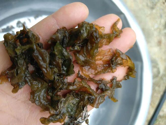 比牛奶还补钙的5种蔬菜