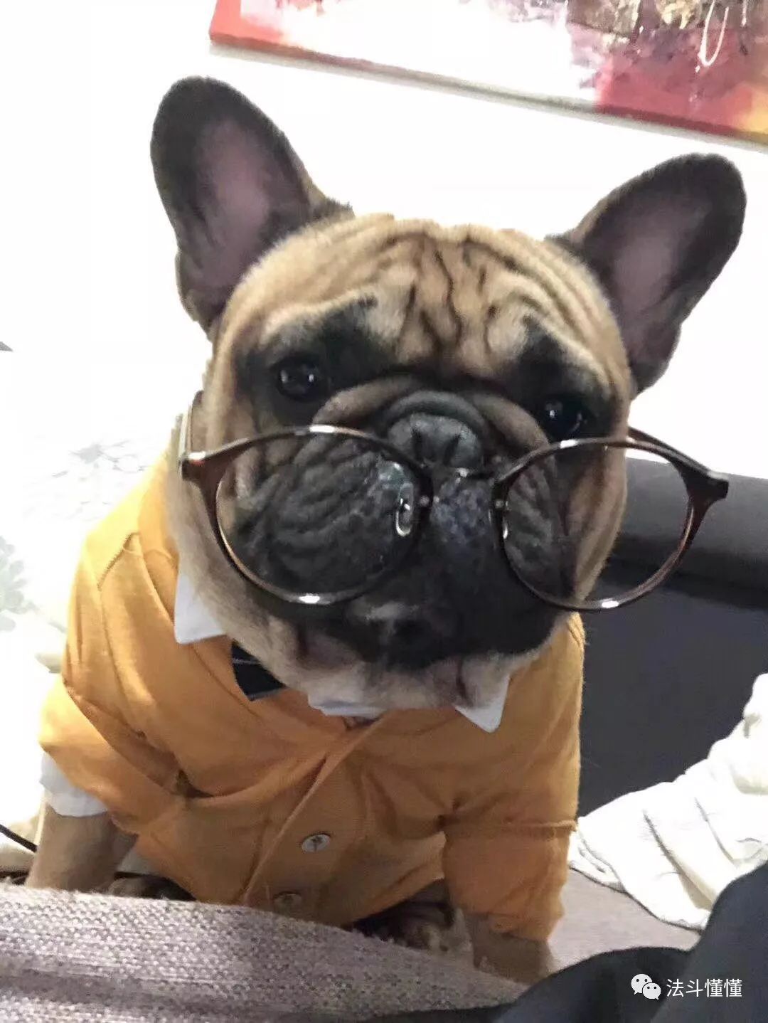 狗狗吃什么补钙最快