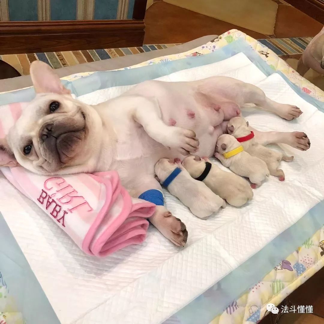 狗狗吃什么补钙最快