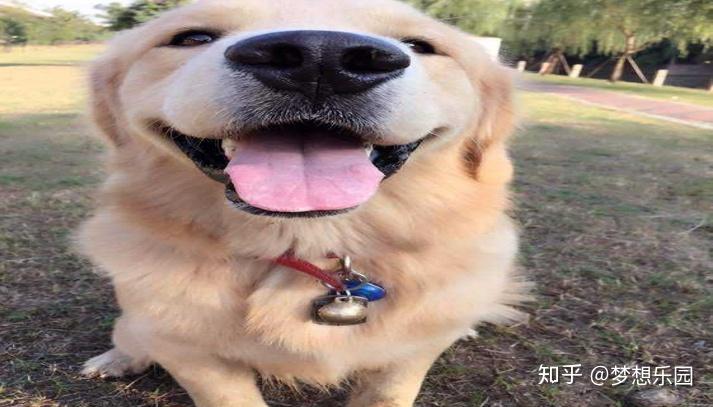 狗狗吃什么补钙