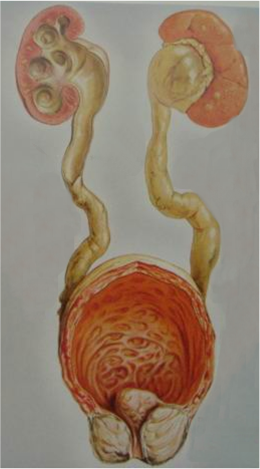 补硒能治hpv 吗
