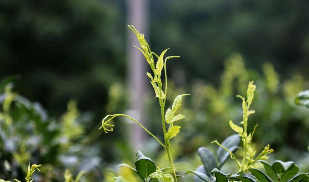 什么茶补硒最好最快