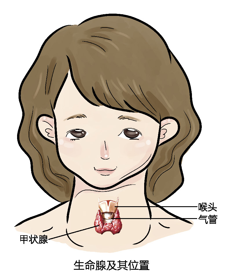 甲状腺激素低补硒吗