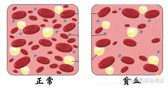 补铁是什么(补铁是早上吃好还是晚上吃好)-硒宝网