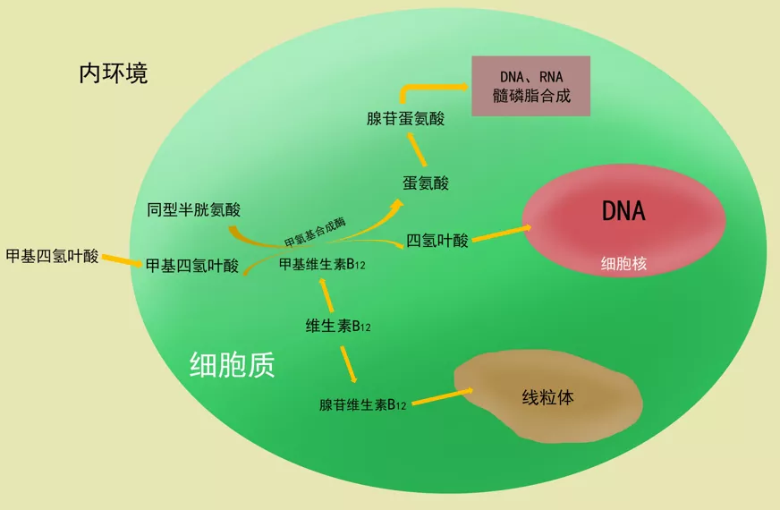 补硒能治疗白癜风么