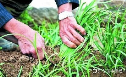 韭菜补铁吗(韭菜可以和补铁剂一起吃吗)-硒宝网