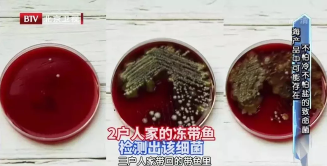 补钙、补蛋白、补DHA，这种鱼“性价比”超高！挑选、保存做好这几点，吃得更安心