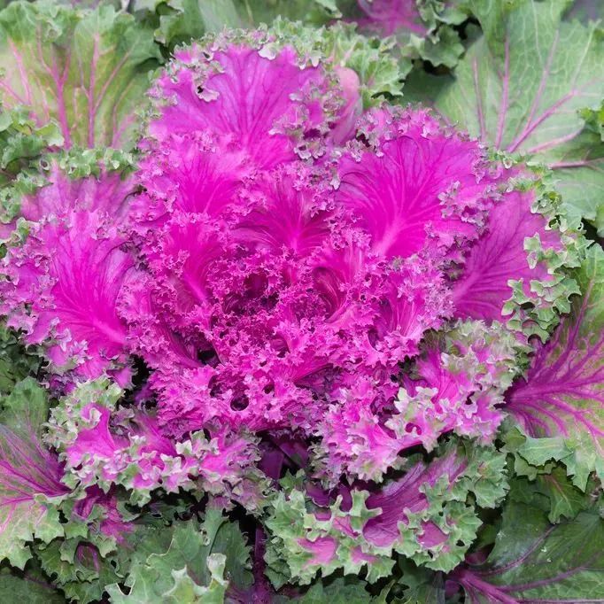 补钙的食物有哪些菜(菜食物补钙有什么好处)-硒宝网