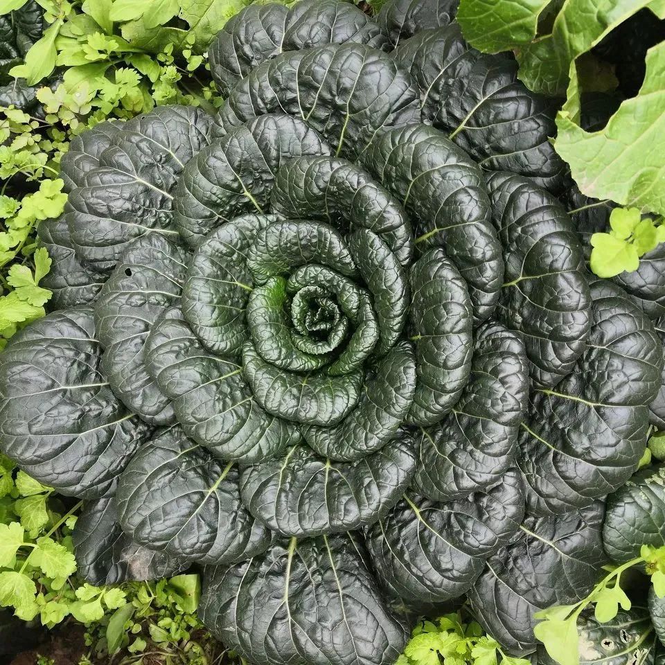 补钙的食物有哪些菜(菜食物补钙有什么好处)-硒宝网