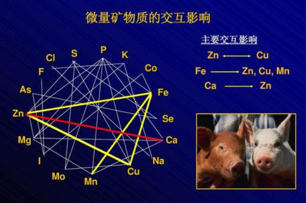 出生小猪补硒的好处
