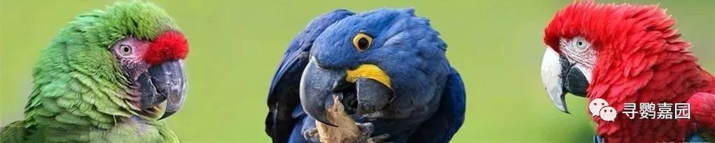 鹦鹉怎么补钙(鹦鹉补钙的方法)-硒宝网