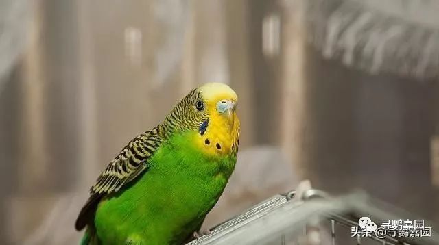 鹦鹉怎么补钙(鹦鹉补钙的方法)-硒宝网