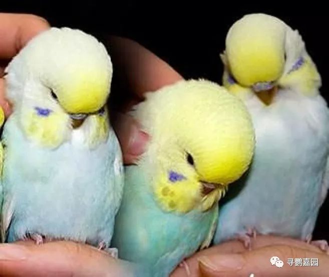 鹦鹉怎么补钙(鹦鹉补钙的方法)-硒宝网