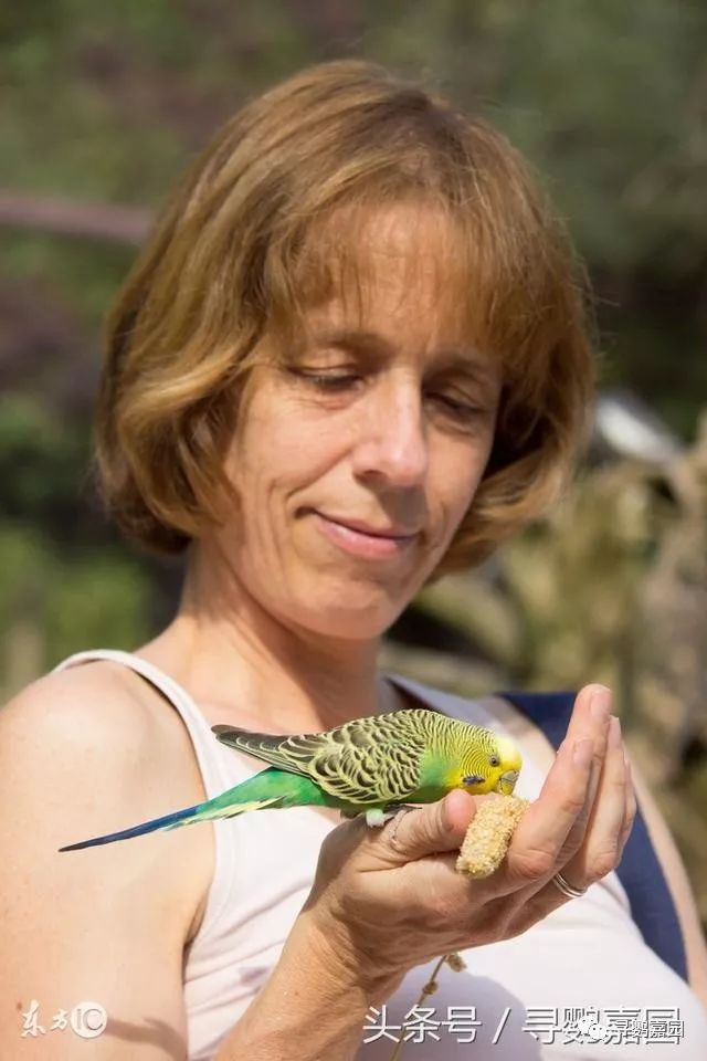 鹦鹉怎么补钙(鹦鹉补钙的方法)-硒宝网