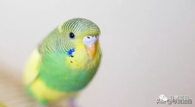 鹦鹉怎么补钙(鹦鹉补钙的方法)-硒宝网