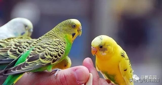 鹦鹉怎么补钙(鹦鹉补钙的方法)-硒宝网