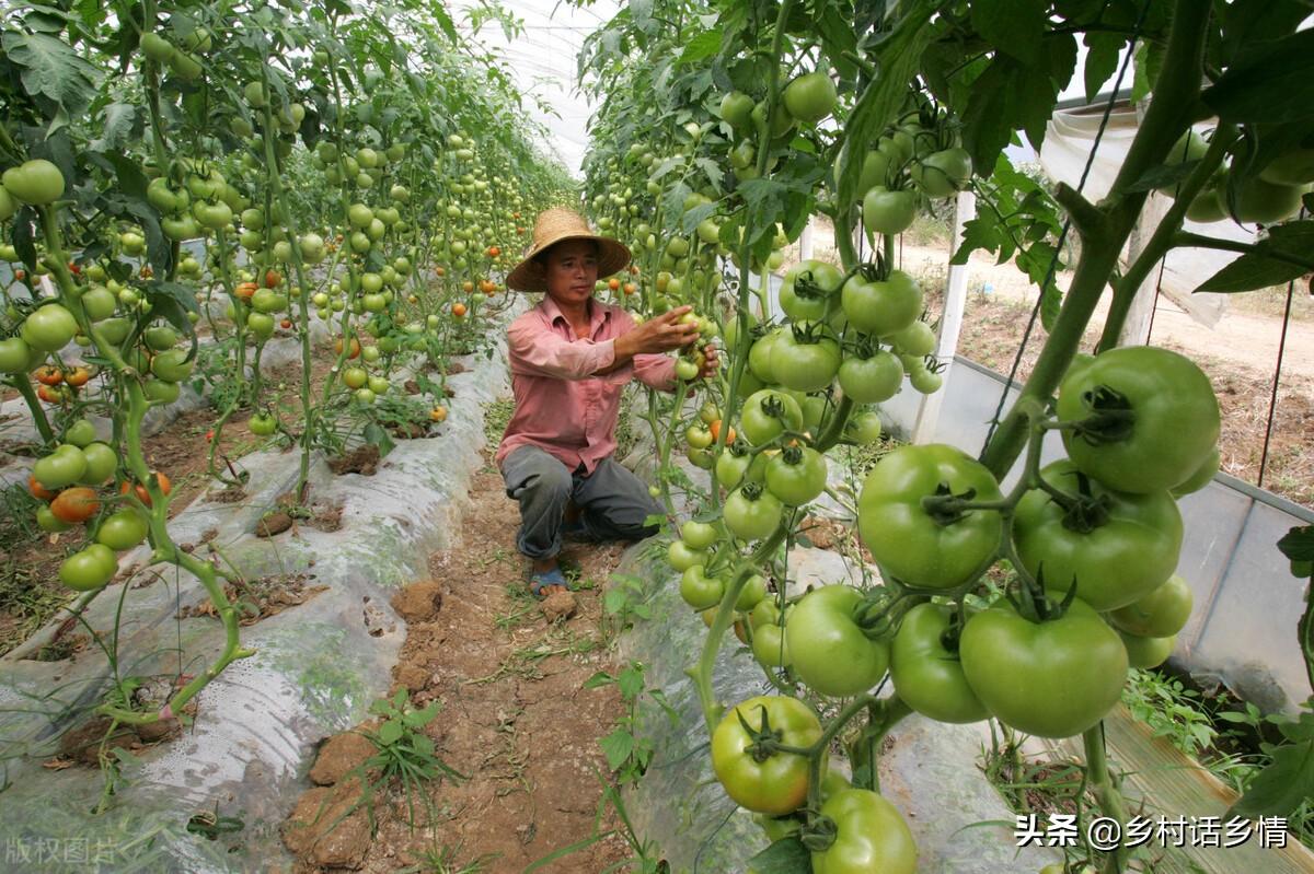怎么给蔬菜补硒肥料