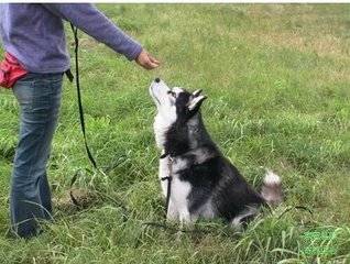 狗狗吃什么可以补钙