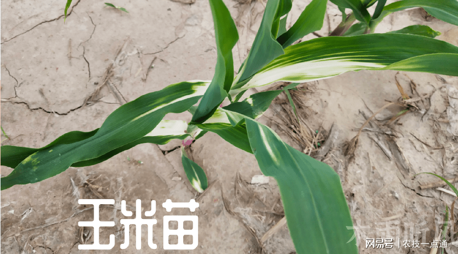 锌元素