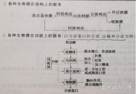微量元素包括哪些