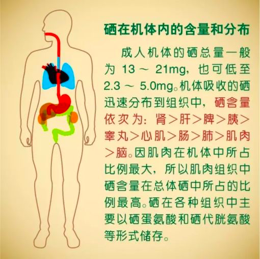 每天少量补硒可以吗