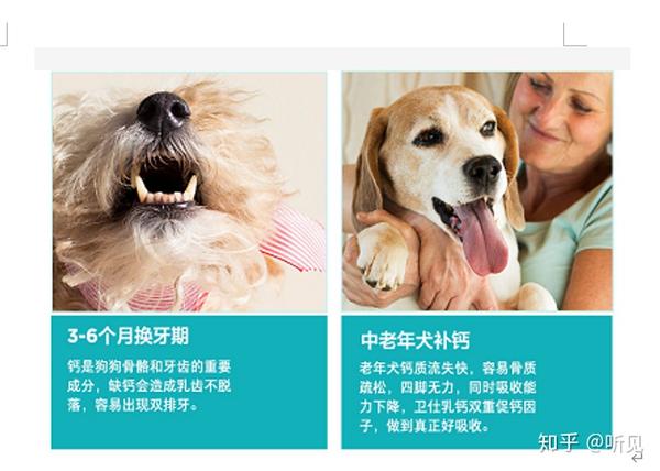 狗狗吃什么补钙最快