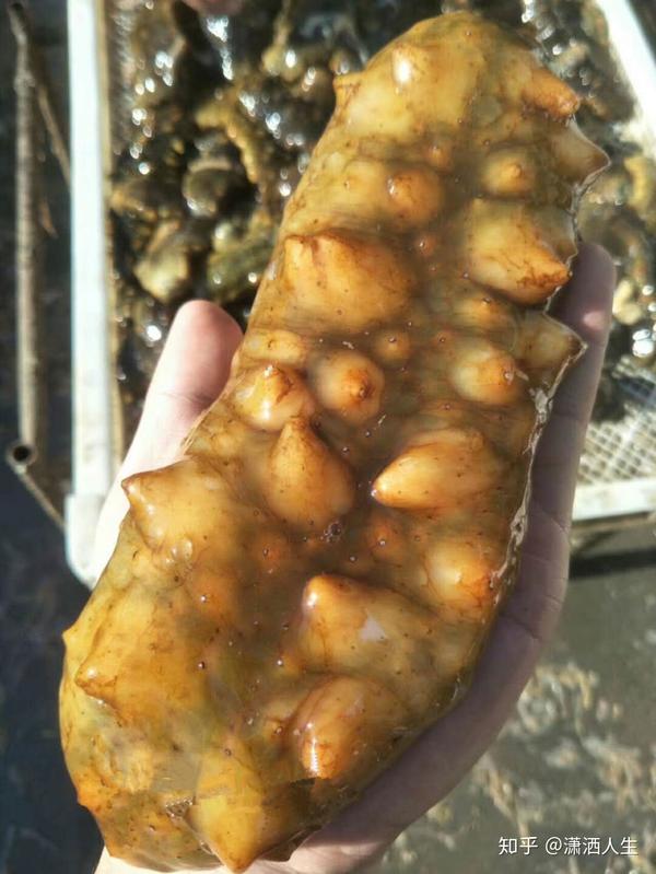 老年人补什么硒好?。ɡ夏耆瞬刮?硒宝网