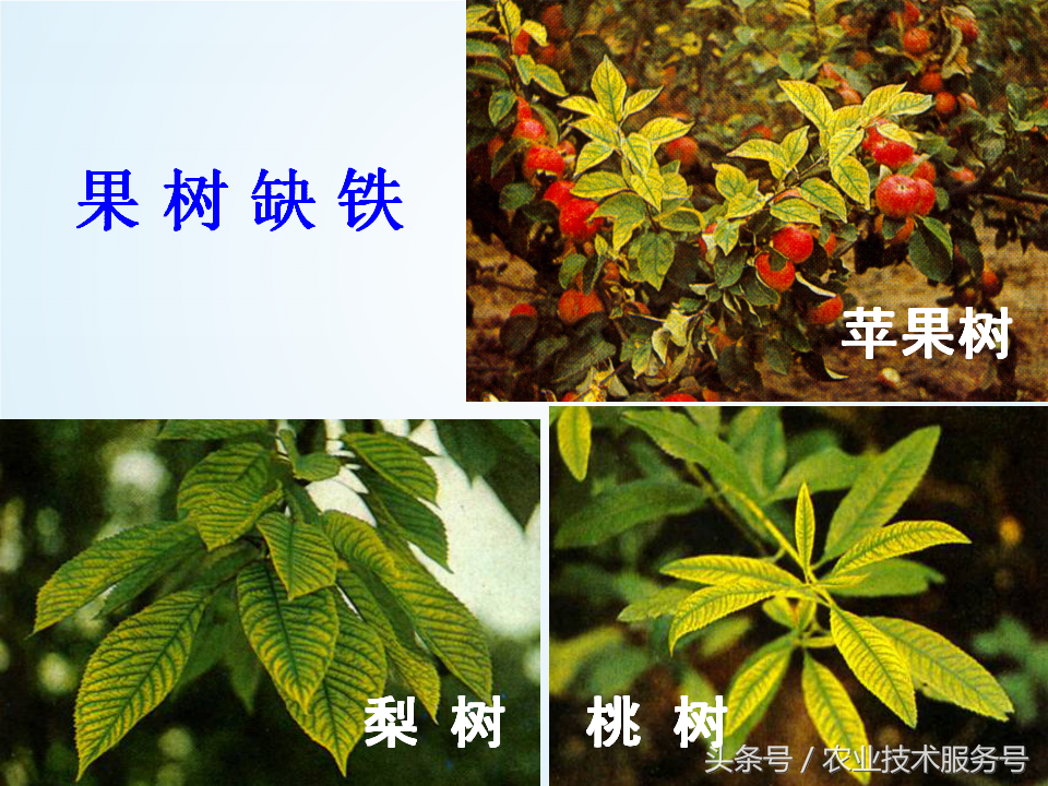 微量元素有什么作用