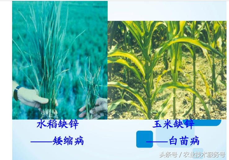 微量元素有什么作用
