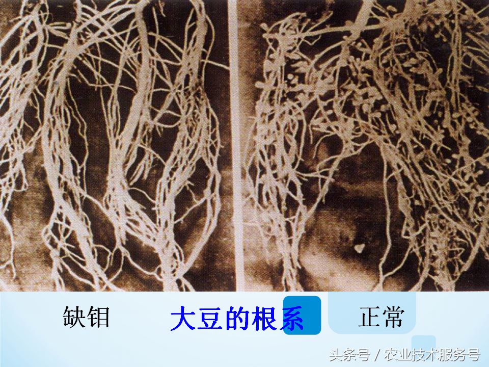 微量元素有什么作用