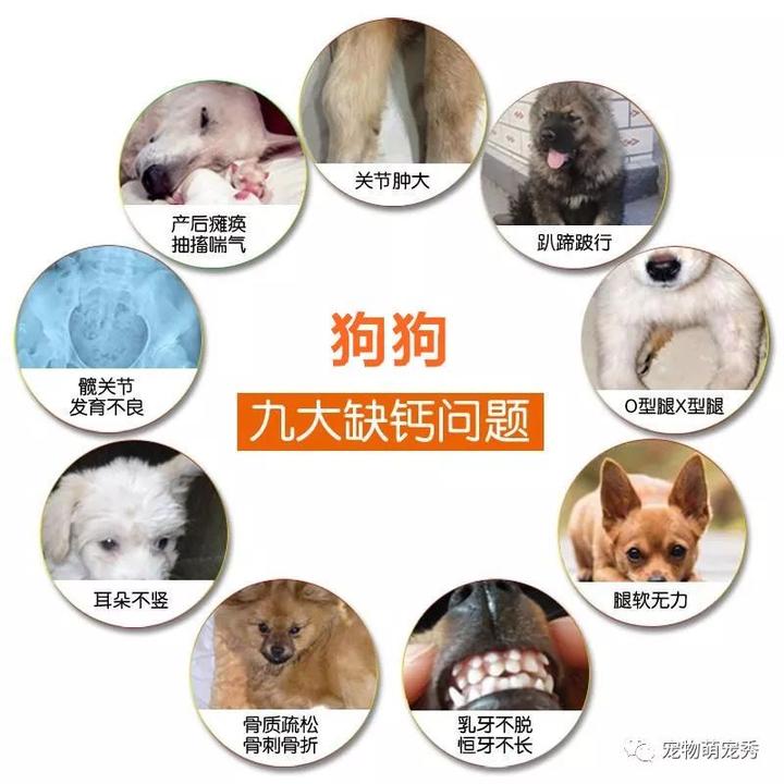 小狗补钙吃什么