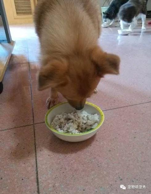 小狗补钙吃什么