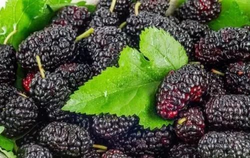 干桑葚泡水能补硒吗(桑葚干泡水可以补肾吗)-硒宝网