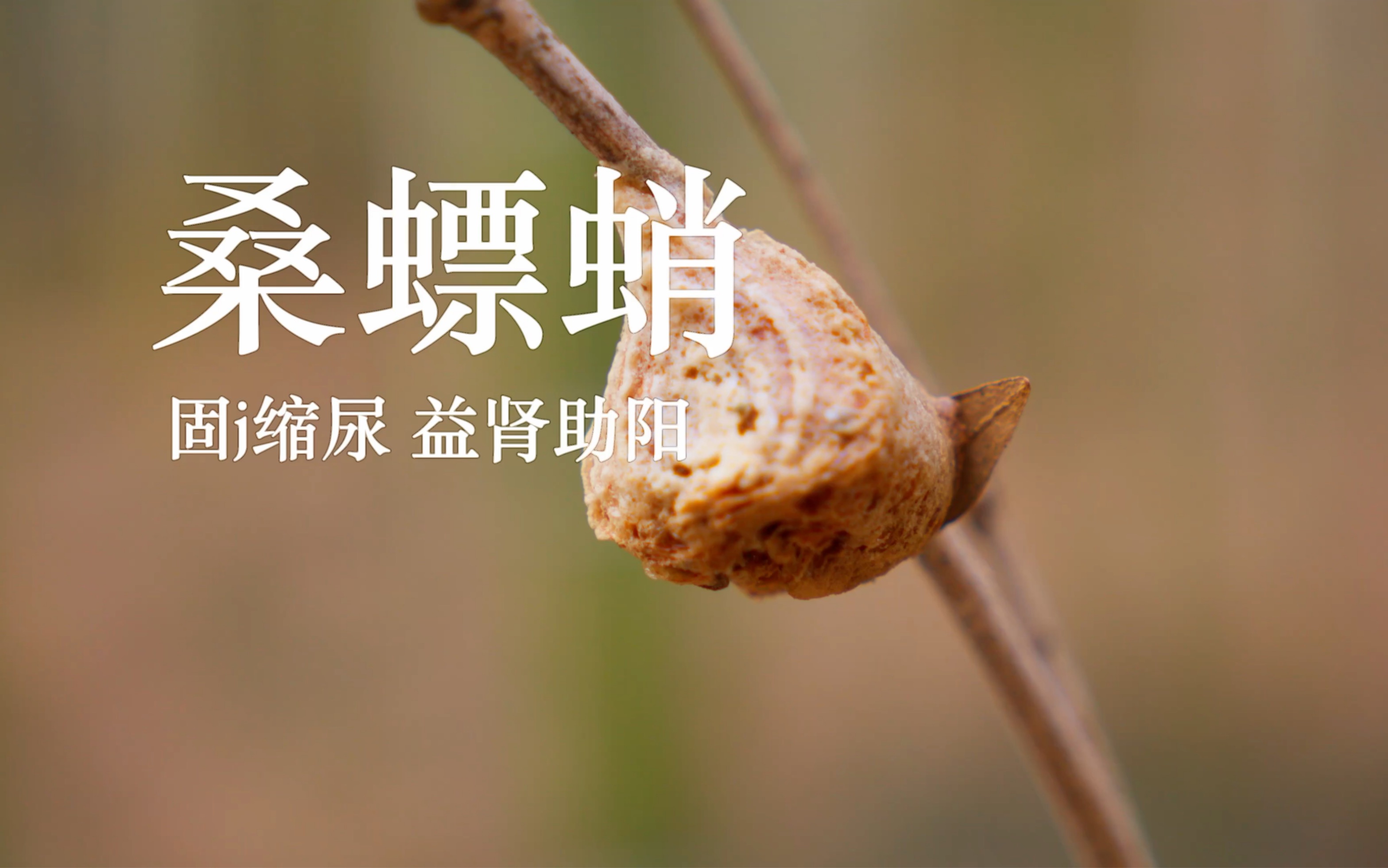 吃桑椹干可以补硒吗