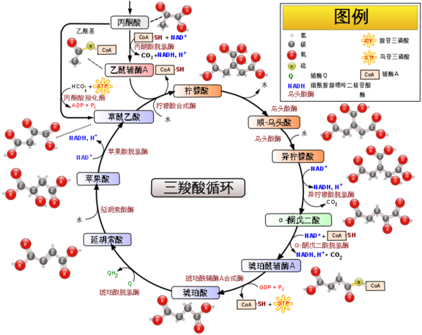 补硒会形成肾结石吗