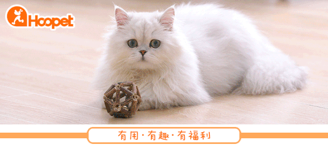 狗吃什么食物补钙