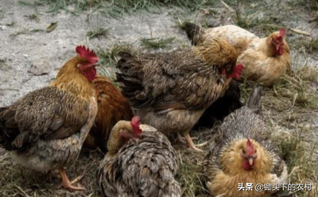给鸡补硒应注意什么