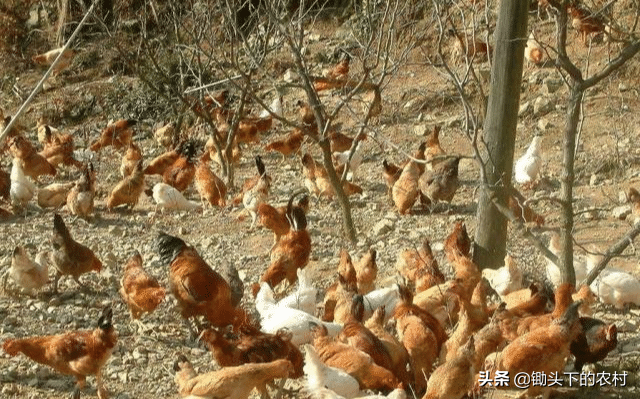 给鸡补硒应注意什么