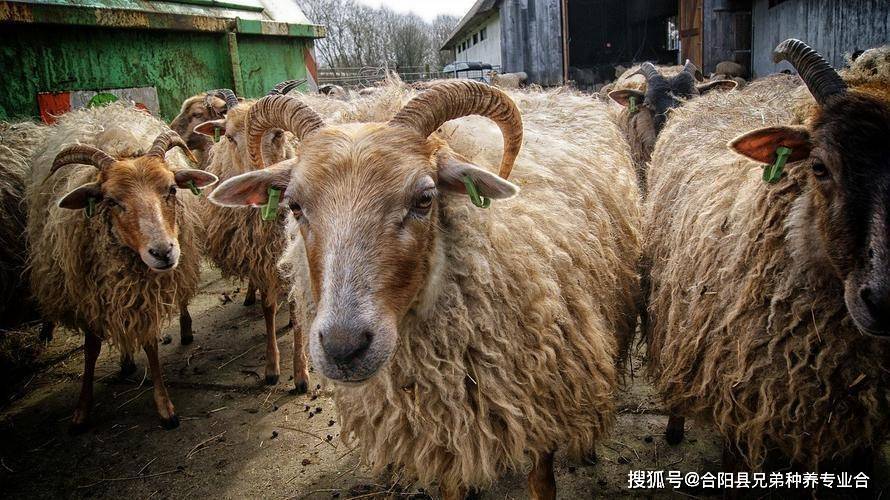 给羊补硒用什么饲料