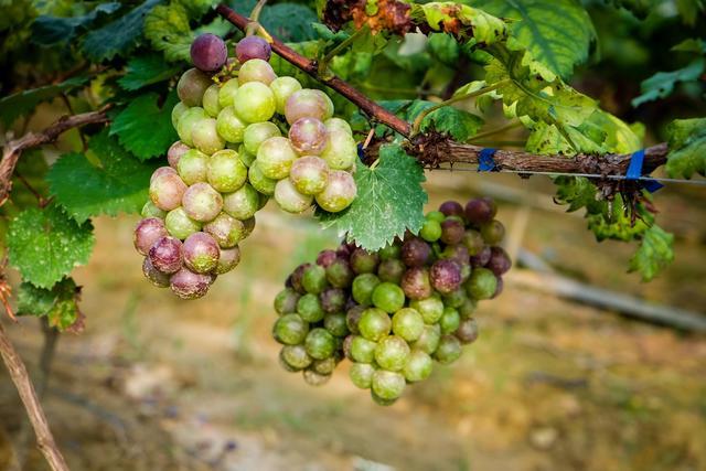 牡蛎补钙吗(补钙牡蛎壳煮多长时间)-硒宝网